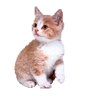 miyav